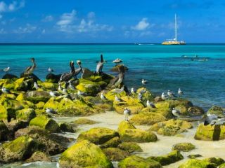 Seabirds on mossy rocks by the ocean.