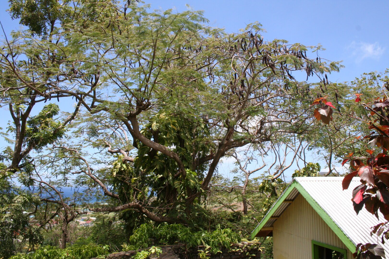 Tree and house with ocean in background.
